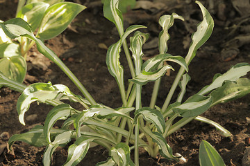 Image showing Hosta Manzo