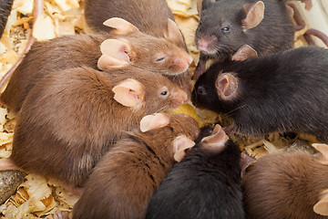 Image showing Group of Mouses