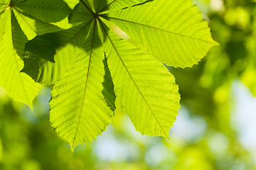 Image showing Chestnut leaf