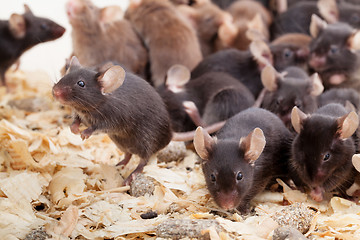 Image showing Group of Mouses