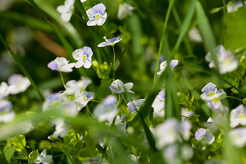 Image showing Group of tiny flowers