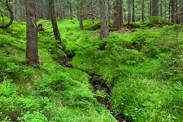 Image showing Summer forest