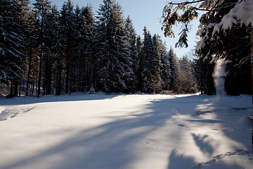 Image showing Winter forest