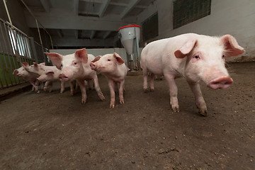 Image showing Pig farm