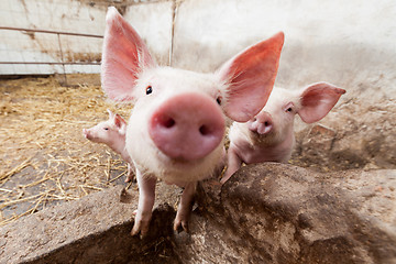 Image showing Pig farm