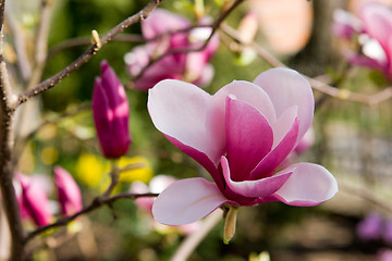 Image showing Pink magnolia blossom.
