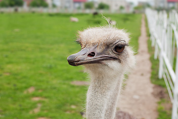 Image showing Ostrich farm