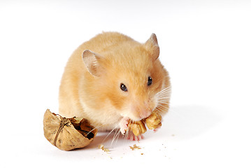 Image showing Goldhamster