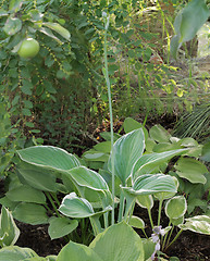 Image showing hosta big