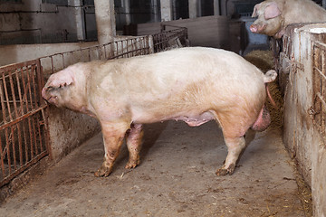 Image showing Old boar