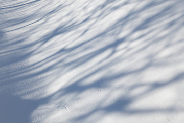 Image showing Snow carpet