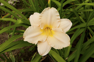 Image showing Image of beautiful lily.