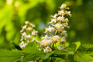 Image showing Chestnut leaf