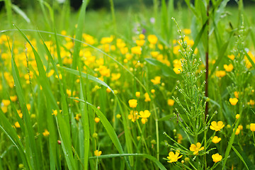 Image showing Meadow after the rain