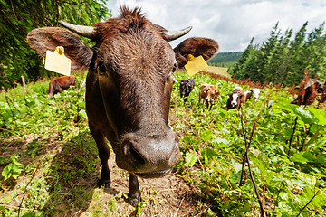 Image showing Herd of cows