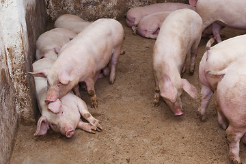 Image showing Pig farm