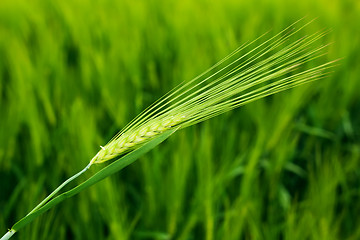 Image showing Wheat field closeup