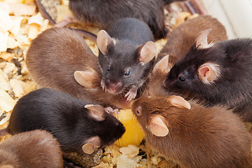 Image showing Group of Mouses