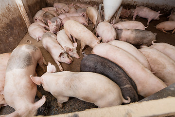 Image showing Pig farm