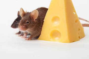 Image showing Mouse happiness