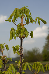 Image showing Young chestnut