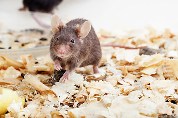 Image showing Brown mouse sawdust