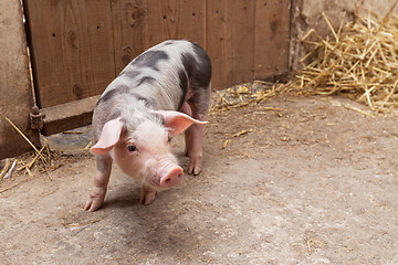 Image showing Young piglet