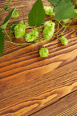 Image showing Hop plant on a wooden table