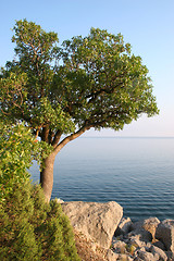 Image showing A single tree on the sea shore