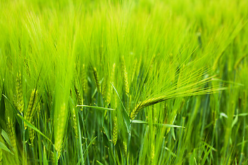 Image showing Wheat field closeup