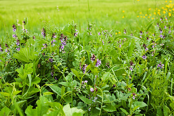 Image showing Spring meadow