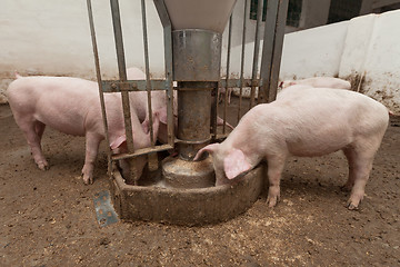 Image showing Pig farm