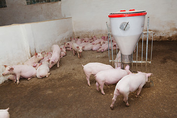 Image showing Pig farm