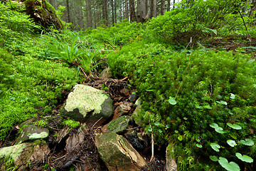 Image showing Summer forest