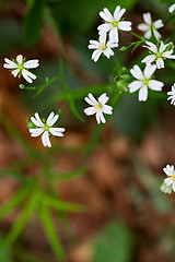 Image showing Group of tiny Stitchwort flowers