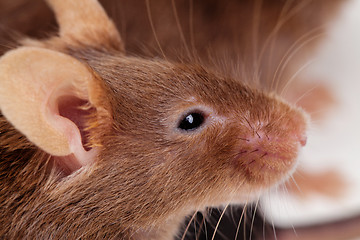 Image showing Mouse portret