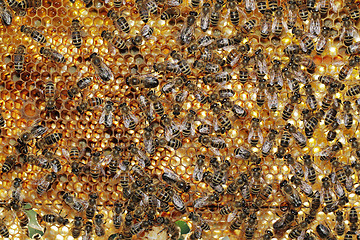 Image showing Bees at work