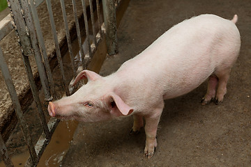 Image showing Pig farm