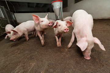 Image showing Pig farm