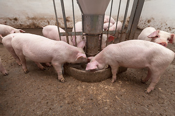 Image showing Pig farm