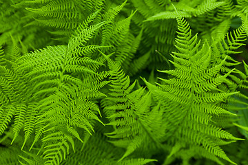 Image showing Fresh fern