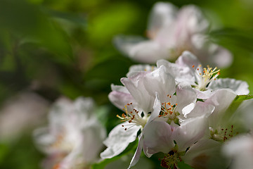 Image showing Apple tree blossom