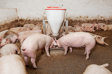 Image showing Pig farm