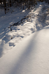 Image showing Winter forest