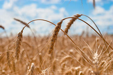 Image showing Spikes of wheat closeup