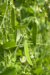 Image showing Green pea pods