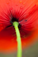 Image showing Poppy flower