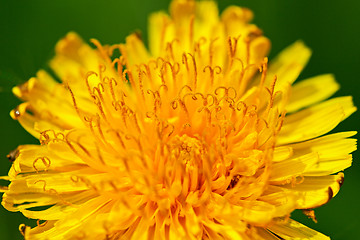 Image showing Flower of dandelion