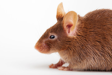 Image showing Brown mouse