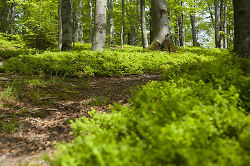 Image showing Spring forest